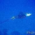 00 To be determined, photo taken in Maldives, Male Atoll, North Male Atoll, Kuda Thila