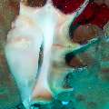 00 To be determined, photo taken in Maldives, Male Atoll, North Male Atoll, West Point