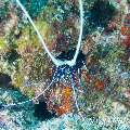 00 To be determined, photo taken in Maldives, Male Atoll, North Male Atoll, West Point