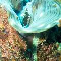 00 To be determined, photo taken in Maldives, Male Atoll, North Male Atoll, West Point