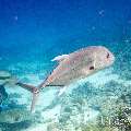 00 To be determined, photo taken in Maldives, Male Atoll, North Male Atoll, West Point