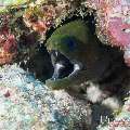 00 To be determined, photo taken in Maldives, Male Atoll, North Male Atoll, Bodu Hiti