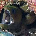 00 To be determined, photo taken in Maldives, Male Atoll, North Male Atoll, Bodu Hiti