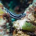 00 To be determined, photo taken in Maldives, Male Atoll, North Male Atoll, Bodu Hiti