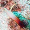 00 To be determined, photo taken in Maldives, Male Atoll, North Male Atoll, Bodu Hiti