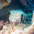 00 To be determined, photo taken in Maldives, Male Atoll, North Male Atoll, Bodu Hiti