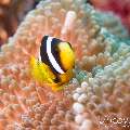 00 To be determined, photo taken in Maldives, Male Atoll, North Male Atoll, Bodu Hiti