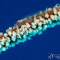 00 To be determined, photo taken in Maldives, Male Atoll, North Male Atoll, Bodu Hiti