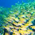 00 To be determined, photo taken in Maldives, Male Atoll, North Male Atoll, Bodu Hiti