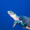 00 To be determined, photo taken in Maldives, Male Atoll, North Male Atoll, Bodu Hiti