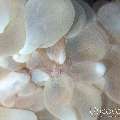 00 To be determined, photo taken in Maldives, Male Atoll, North Male Atoll, Madivaru Beyru