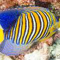 00 To be determined, photo taken in Maldives, Male Atoll, North Male Atoll, Madivaru Beyru