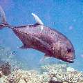 00 To be determined, photo taken in Maldives, Male Atoll, North Male Atoll, Madivaru Beyru