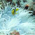 00 To be determined, photo taken in Maldives, Male Atoll, North Male Atoll, Peak