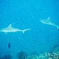 00 To be determined, photo taken in Maldives, Male Atoll, North Male Atoll, Peak