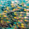 00 To be determined, photo taken in Maldives, Male Atoll, North Male Atoll, Madivaru Beyru
