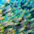 00 To be determined, photo taken in Maldives, Male Atoll, North Male Atoll, Madivaru Beyru