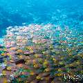 00 To be determined, photo taken in Maldives, Male Atoll, North Male Atoll, Madivaru Beyru