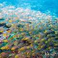 00 To be determined, photo taken in Maldives, Male Atoll, North Male Atoll, Madivaru Beyru