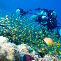 00 To be determined, photo taken in Maldives, Male Atoll, North Male Atoll, Madivaru Beyru