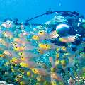 00 To be determined, photo taken in Maldives, Male Atoll, North Male Atoll, Madivaru Beyru