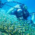 00 To be determined, photo taken in Maldives, Male Atoll, North Male Atoll, Madivaru Beyru