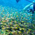 00 To be determined, photo taken in Maldives, Male Atoll, North Male Atoll, Madivaru Beyru
