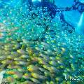 00 To be determined, photo taken in Maldives, Male Atoll, North Male Atoll, Madivaru Beyru