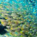 00 To be determined, photo taken in Maldives, Male Atoll, North Male Atoll, Madivaru Beyru