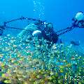 00 To be determined, photo taken in Maldives, Male Atoll, North Male Atoll, Madivaru Beyru