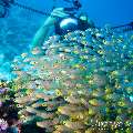 00 To be determined, photo taken in Maldives, Male Atoll, North Male Atoll, Madivaru Beyru