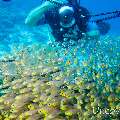 00 To be determined, photo taken in Maldives, Male Atoll, North Male Atoll, Madivaru Beyru