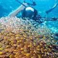 00 To be determined, photo taken in Maldives, Male Atoll, North Male Atoll, Madivaru Beyru
