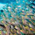 00 To be determined, photo taken in Maldives, Male Atoll, North Male Atoll, Madivaru Beyru