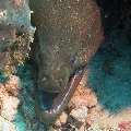 00 To be determined, photo taken in Maldives, Male Atoll, North Male Atoll, Madivaru Beyru