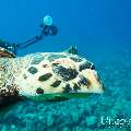 Hawksbill Sea Turtle (Eretmochelys imbricata), photo taken in Maldives, Male Atoll, North Male Atoll, Madivaru Beyru