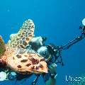 Hawksbill Sea Turtle (Eretmochelys imbricata), photo taken in Maldives, Male Atoll, North Male Atoll, Madivaru Beyru