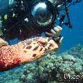 Hawksbill Sea Turtle (Eretmochelys imbricata), photo taken in Maldives, Male Atoll, North Male Atoll, Madivaru Beyru