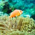 00 To be determined, photo taken in Maldives, Male Atoll, North Male Atoll, Boduhiti Thila