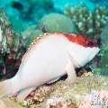 00 To be determined, photo taken in Maldives, Male Atoll, North Male Atoll, Boduhiti Thila