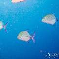 00 To be determined, photo taken in Maldives, Male Atoll, North Male Atoll, Boduhiti Thila