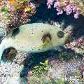 00 To be determined, photo taken in Maldives, Male Atoll, North Male Atoll, Boduhiti Thila