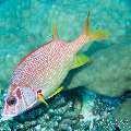 00 To be determined, photo taken in Maldives, Male Atoll, North Male Atoll, Boduhiti Thila