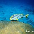 00 To be determined, photo taken in Maldives, Male Atoll, North Male Atoll, Boduhiti Thila