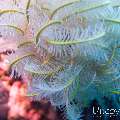 00 To be determined, photo taken in Maldives, Male Atoll, North Male Atoll, Boduhiti Thila