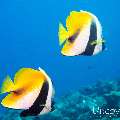00 To be determined, photo taken in Maldives, Male Atoll, North Male Atoll, Boduhiti Thila