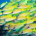 00 To be determined, photo taken in Maldives, Male Atoll, North Male Atoll, Boduhiti Thila
