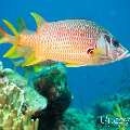 00 To be determined, photo taken in Maldives, Male Atoll, North Male Atoll, Madi Thila