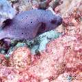 00 To be determined, photo taken in Maldives, Male Atoll, North Male Atoll, Madi Thila
