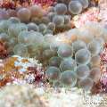 00 To be determined, photo taken in Maldives, Male Atoll, North Male Atoll, Madi Thila